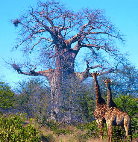аватарки - Страница 7 Giraffe-baobab-knp